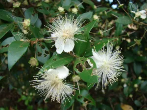 Myrtle Essential Oil