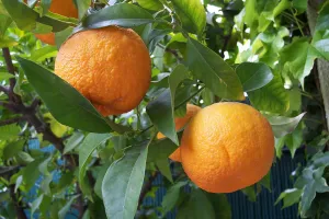 Orange (Sweet) Essential Oil