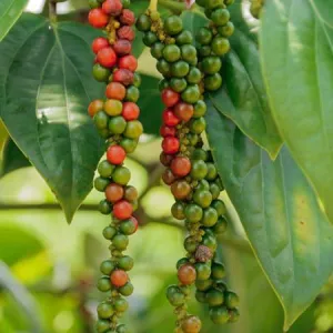 Pepper (Black) Essential Oil
