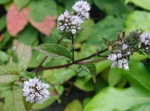 Peppermint Essential Oil
